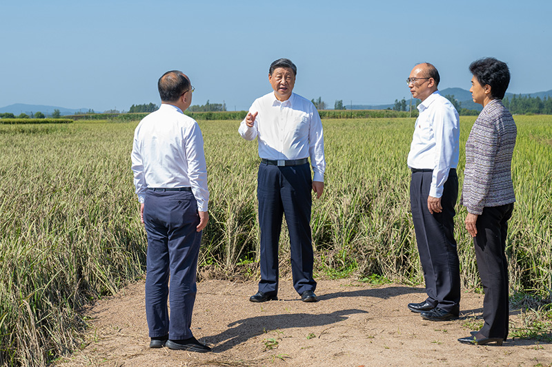 9月6日至8日，中共中央總書記、國家主席、中央軍委主席習近平在黑龍江考察。這是7日上午，習近平在遭受洪澇災害的哈爾濱尚志市老街基鄉(xiāng)龍王廟村，察看水稻受災情況。